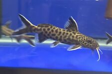 Pack dwarf synodontis for sale  Coleman