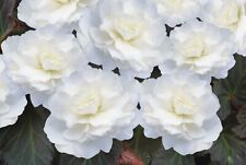 Begonia mocca white for sale  WORKSOP