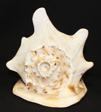 conch shell trumpet for sale  Rohnert Park