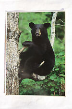 Postkarte wildlife black gebraucht kaufen  Friesdorf