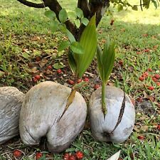 Coconut live sprouted for sale  Keaau