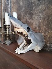 Taxidermie requin mako d'occasion  Betschdorf