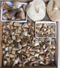 Mosasaur teeth fossils for sale  BURGESS HILL