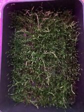 Java moss grown for sale  REDRUTH