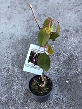 bonsai ciliegio usato  Terlizzi