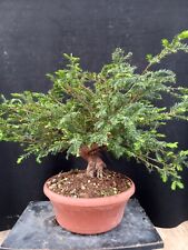 Pre bonsai taxus usato  Montevarchi