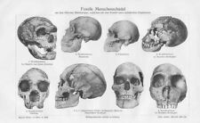 Fossile menschenschädel neand gebraucht kaufen  Kassel