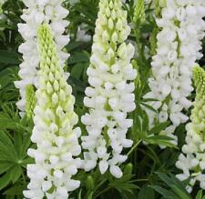 Lupin lupinus dwarf for sale  Shipping to Ireland