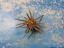 Sea urchin 58.20 for sale  Shipping to Ireland