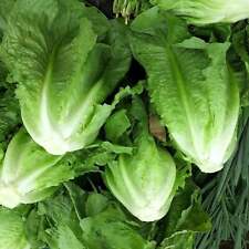 Park island romaine for sale  Shasta Lake