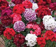 Sweet william dianthus for sale  UK