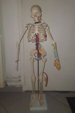 Squelette modèle anatomique d'occasion  Denicé
