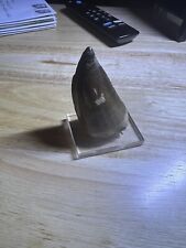 Mosasaur tooth for sale  Sugar Grove