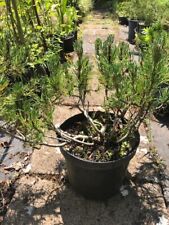 Pinus mugo 45cm for sale  UK