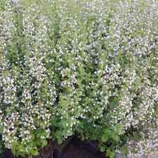 Calamintha nepeta triumphator gebraucht kaufen  Deutschland