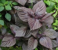 Purple shiso seeds for sale  Deltona