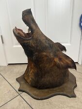 Wild hog boar for sale  Zimmerman