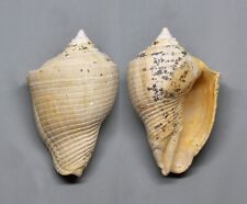 Fossili athleta labrellus usato  Sassari