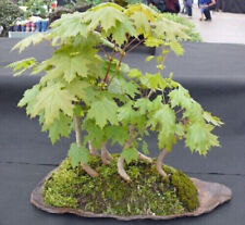 Bergahorn pre bonsai gebraucht kaufen  Mölln