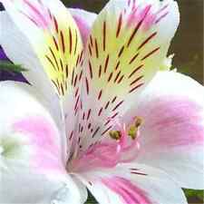 Peruvian lily seeds for sale  Titusville