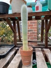 Cactus tall mature plant in terracotta pot., used for sale  COTTINGHAM