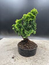 Shohin hinoki cypress for sale  BROUGH