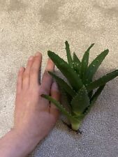 Rooted aloe plant for sale  KEIGHLEY