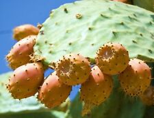 Nopal yellow fruit for sale  Miami