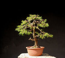 Bonsai outdoor hardy for sale  Shipping to Ireland