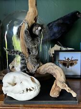 Taxidermy skull bones for sale  FAVERSHAM