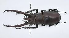 Lucanus hermi, A1, 71mm, #LL20, used for sale  Shipping to South Africa