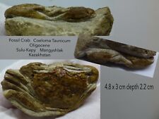 Fossil crab coeloma for sale  CIRENCESTER