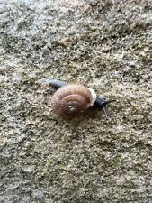 Dusky button snails for sale  Oxford
