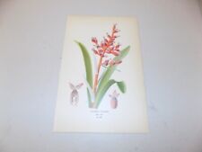 1897 Antique Floral Print  / CORAL BERRY, or, AECHMEA FULGENS for sale  Shipping to South Africa