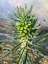 Euphorbia clandestina succulen usato  Menfi