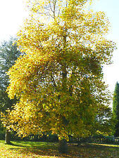 Tulip tree liriodendron for sale  MOELFRE