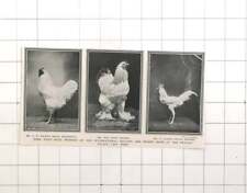 1906 poultry 1st for sale  UK