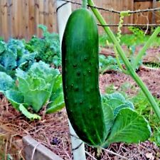 Beit alpha cucumber for sale  Wichita