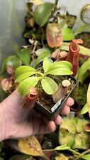 Nepenthes eddsiana veitchii for sale  Shipping to Ireland