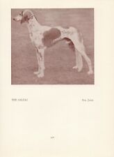 Saluki gazelle hound for sale  COLEFORD