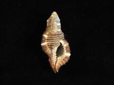 Sea Shell Cymatium septa closeli 56.9mm ID#7442, used for sale  Shipping to South Africa