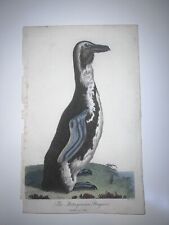 Linneo - Pingüino Patagónico Pájaro Coloreado a Mano 1802 1a Edición segunda mano  Embacar hacia Argentina