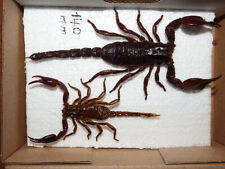 Skorpione malaysia 8 gebraucht kaufen  Pliezhausen