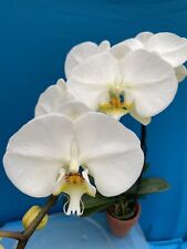 Phalaenopsis noid white for sale  San Francisco