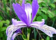 WILD BLUE IRIS FLOWER SEEDS FREE SHIPPING 25 FRESH SEEDS  for sale  Shipping to South Africa