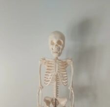 Modello scheletro rba usato  Matera