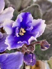 African violet optimara for sale  Boaz