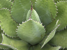 Agave cupreata semi usato  Italia