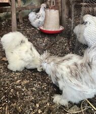 12x pure silkie for sale  LONDON