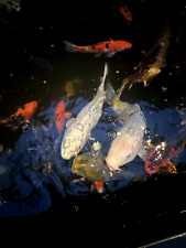 Pond clearance koi for sale  COLCHESTER